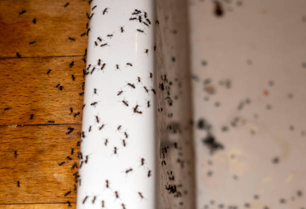 Best Mosquito Control Services  in Parkwood, CA
